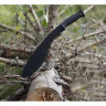 Мачете Cold Steel Kukri Machete CS_97KMSZ